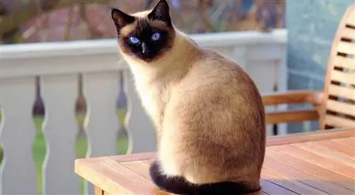 Siamese hypoallergenic miv