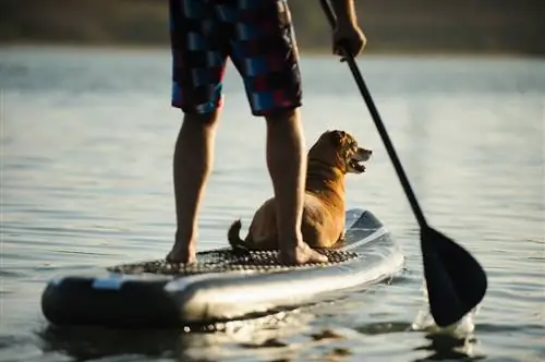 Mbwa kwenye ubao wa paddle na mmiliki