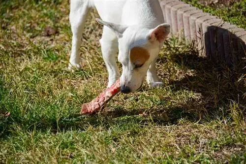 jack russell mwindaji anakula mfupa wa nyama