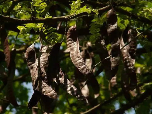 Els gats poden menjar substitut de xocolata de garrofa? El que has de saber