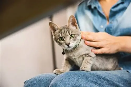 gestreepte kat met grijze vacht en groene ogen die thuis op de schoot van de eigenaar zitten