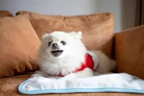 sint pomeranian hund sitter på sofaen