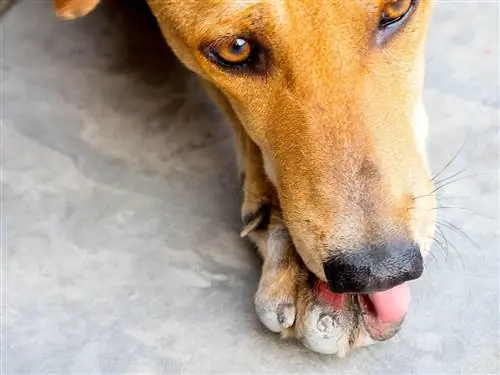 क्लोज़ अप कुत्ता घाव चाट रहा है