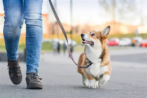 pembroke welsh corgi köpek sahibiyle tasma üzerinde yürüyor