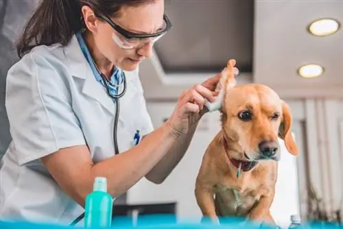 veterinario che pulisce le orecchie del cane