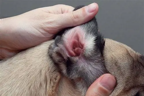 mani che tengono l'orecchio del cane