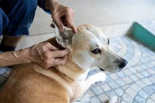 Controllo dell'orecchio del cane