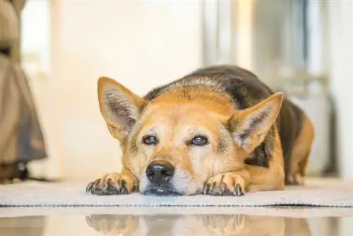 Halının üzerinde yatan artritli kıdemli köpek