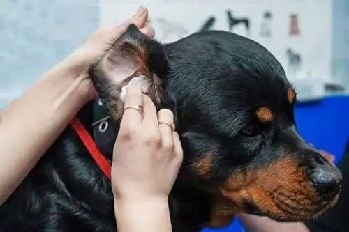 Hur mycket kostar det att behandla en öroninfektion hos hund hos veterinären (genomsnittlig kostnad 2023)