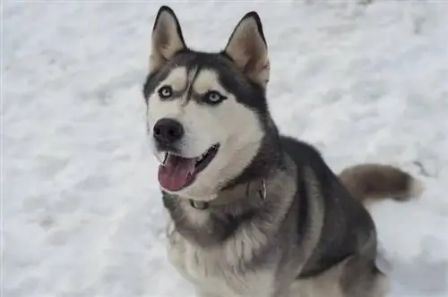 husky siberia mỉm cười