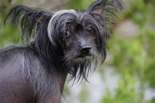 Chinese Crested