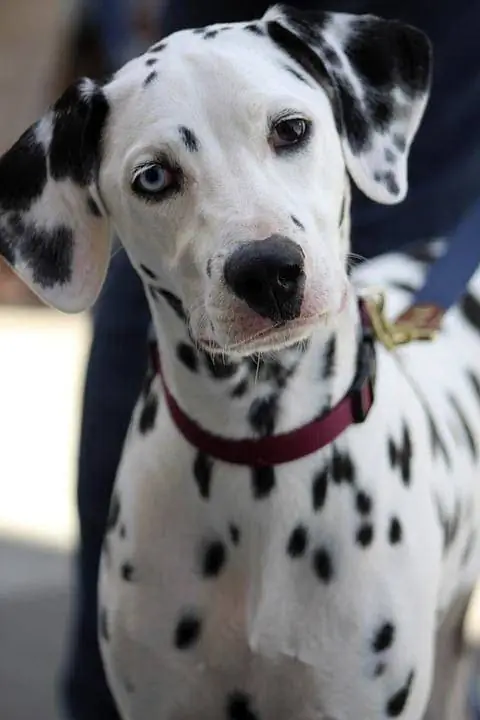 dalmatinas su heterochromija