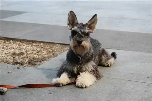 schnauzer sa labas