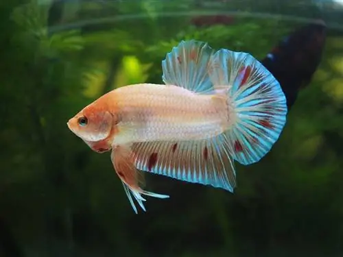 Betta kala kulhossa