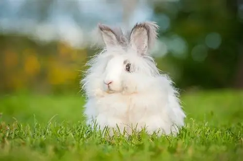 Flauschiges weißes Angorakaninchen, das draußen sitzt