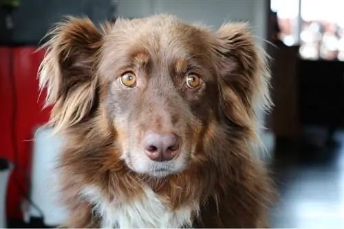 Red Tri Australian Shepherd