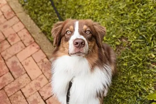 Red Tri Australian Shepherd ulur