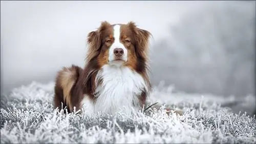 Red Tri Pastor australià a la neu