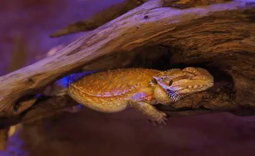 Nag-hibernate ba ang Bearded Dragons? Mga Katotohanan na Sinuri ng Vet & Ipinaliwanag ang Brumation