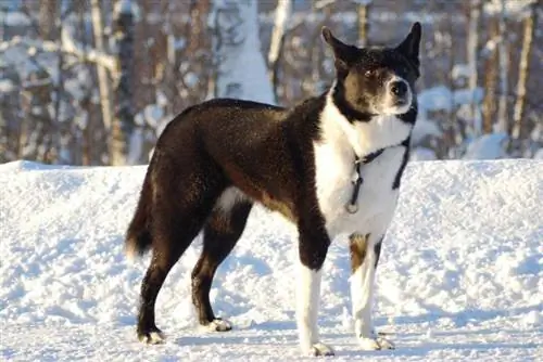 Karelian Bear Dog na neve