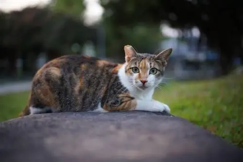 gatto selvatico con la punta dell'orecchio destro tagliata