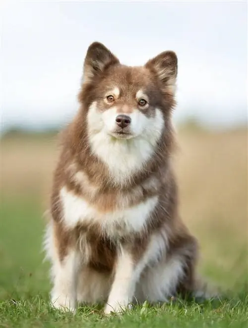 Filhote de cachorro Lapphund Finlandês