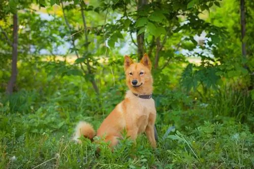 Karelian Bear Dog Casaco vermelho