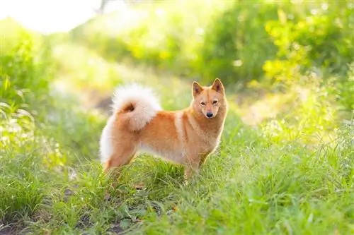 Cão finlandês Karelo Laika na grama