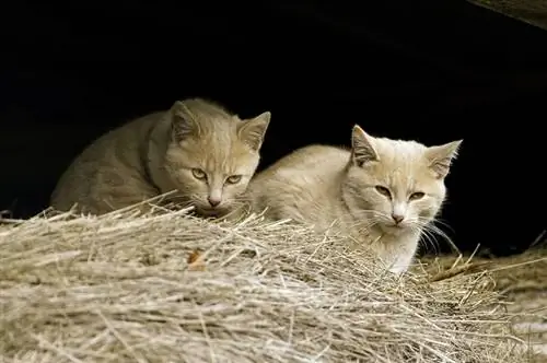 dos gatos salvajes