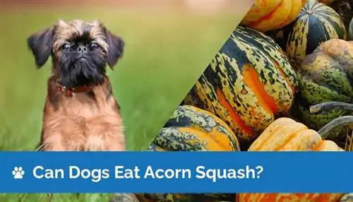 Kan hundar äta Acorn Squash? Är Acorn Squash säkert för hundar?