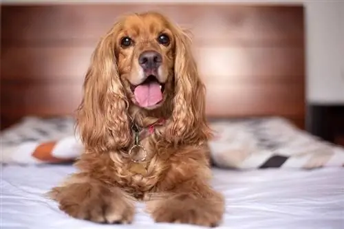 cocker spaniel inggris di tempat tidur