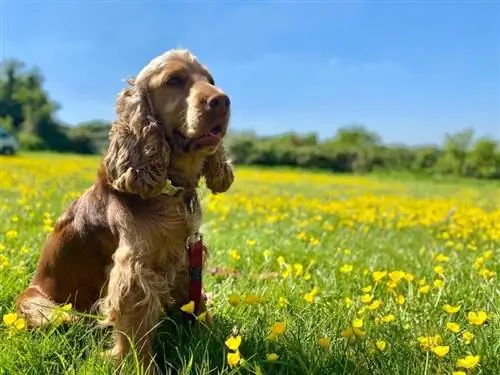 Sable Cocker Spaniel