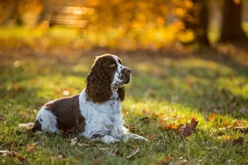 cocker spaniel dengan pola berdetak