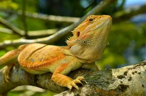 Hom Txiv Hmab Txiv Ntoo Tau Bearded Dragons Noj? Vet-pom zoo kho