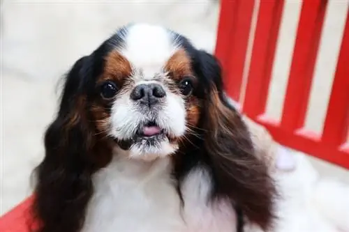 perro de aguas de juguete inglés