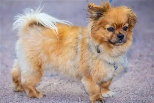 Linda pequeña raza de perro affenpinscher con correa, Alemania