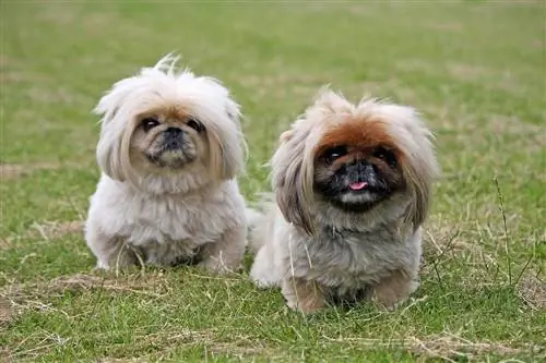 pekingese mbili