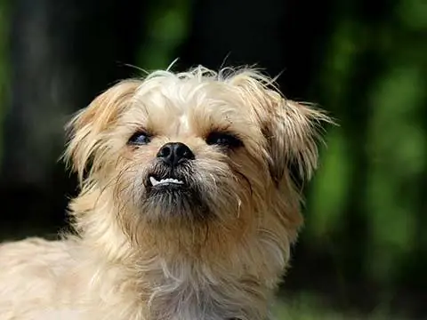 brussels griffon