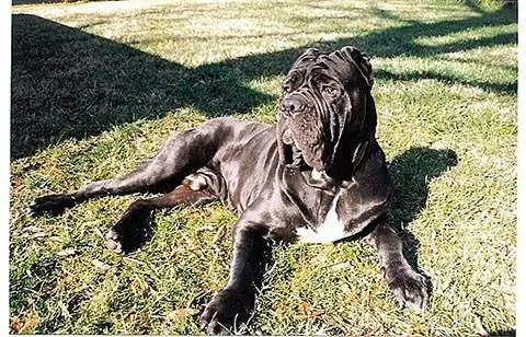 Mastiff wa Neapolitan