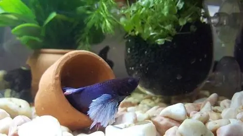 Betta ntses tank