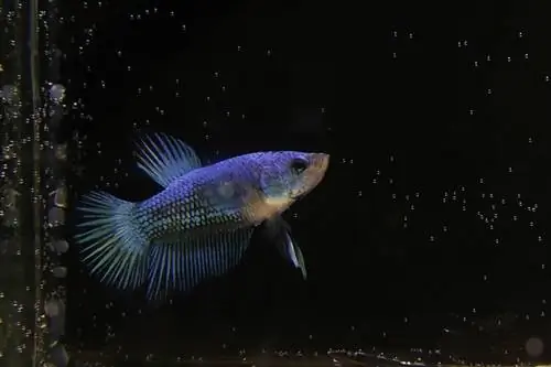 peixe betta nadando de cabeça para cima