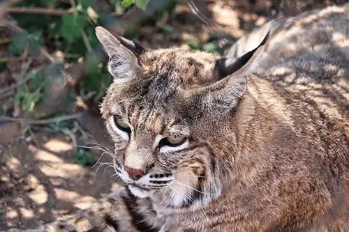 kucing hutan terbaring di atas tanah