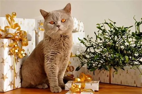 8 Hadiah Kucing Hanukkah Terbaik di 2023 – Ulasan dan Pilihan Teratas