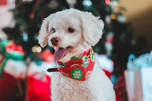 18 Pinakamahusay na Christmas Dog Bandana - 2023 Mga Review & Mga Nangungunang Pinili