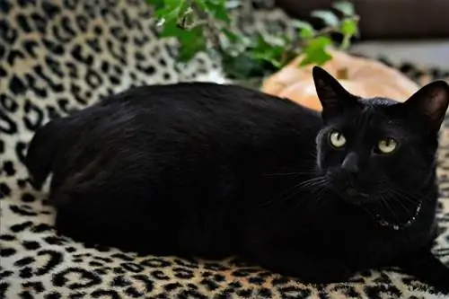 Schwarze japanische Bobtail-Katze liegend