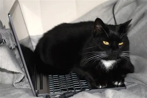 Gato negro encima de una computadora portátil