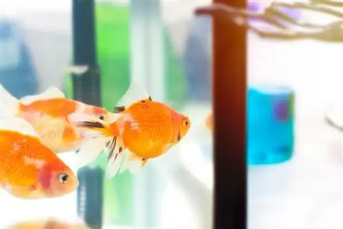 Goldfish en tanque cerca de tubo de ensayo_Suthiporn Hanchana_shutterstock