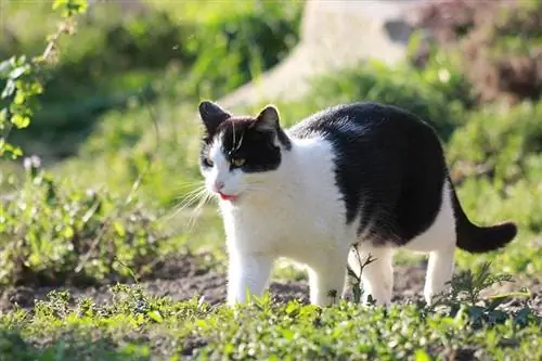 gato preto e branco andando no jardim