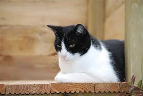 gato preto e branco descansando no canto