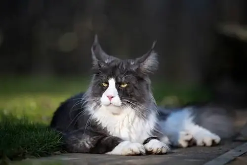 Tuxedo maine coon deitado ao ar livre